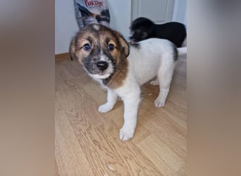 Titus sucht seine Menschen für immer