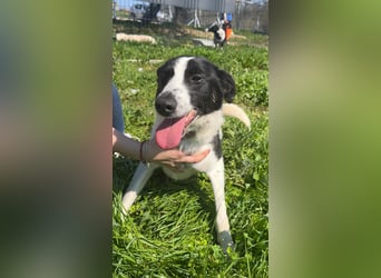 BEBA ❤ SEHR EILIG! sucht Zuhause oder Pflegestelle