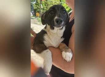 Arielle, kleine Zuckerschnute sucht Bleibe für immer