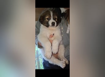 DESI ❤ EILIG! sucht Zuhause oder Pflegestelle