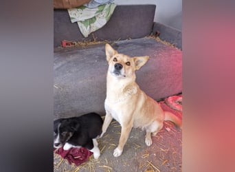 Talia, junge Hundemama sucht Körbchen zum Bleiben