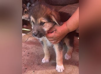 Dana, kleines Hundekind sucht Anschluss