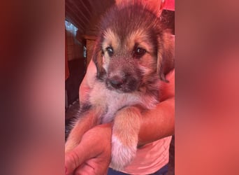 Dana, kleines Hundekind sucht Anschluss