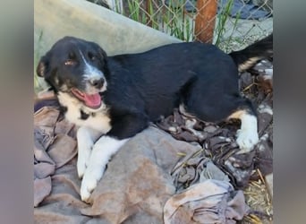 Toffy, kleines Hundemädchen sucht liebevolle Hände