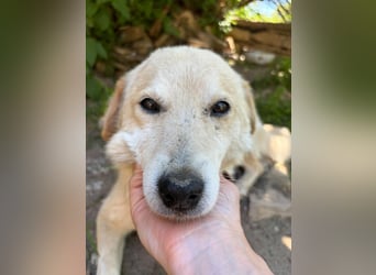 OSKAR ❤ EILIG! sucht Zuhause oder Pflegestelle