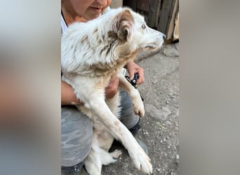 Vilu, zarte Schönheit sucht ihre Menschen