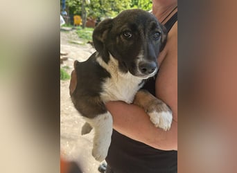 Arielle, kleine Zuckerschnute sucht Bleibe für immer