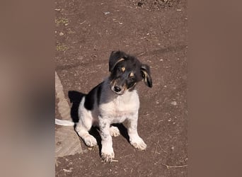 Vasko, hübscher Hundebub sucht liebevolle Menschen