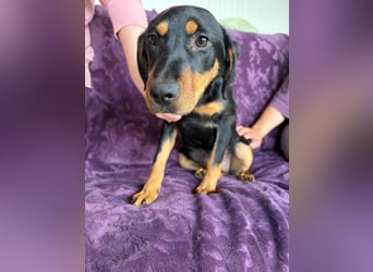 ELLY ❤ EILIG! sucht Zuhause oder Pflegestelle