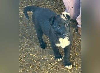 Wolle, lustiger Hundebub sucht sein Glück