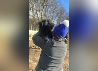 Milla, schwarzer Wuschel sucht Körbchen