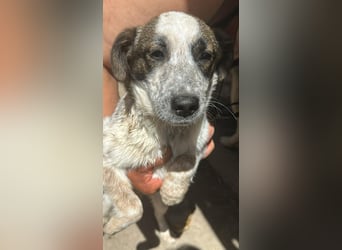 Ani, kleines Hundemädchen sucht ihre Menschen