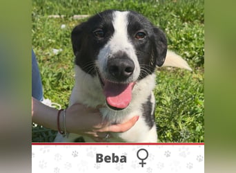 BEBA ❤ SEHR EILIG! sucht Zuhause oder Pflegestelle