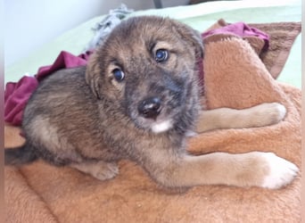 Tomi, kleiner Zwerg sucht sein passendes Körbchen