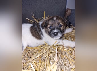 Titus sucht seine Menschen für immer