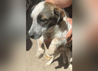 Ani, kleines Hundemädchen sucht ihre Menschen