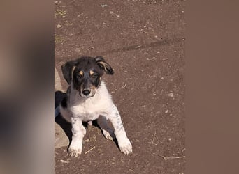 Vasko, hübscher Hundebub sucht liebevolle Menschen