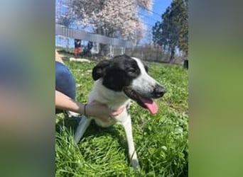 BEBA ❤ SEHR EILIG! sucht Zuhause oder Pflegestelle