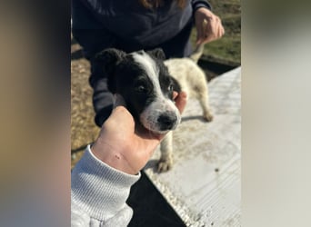 Xia,  verschmust, liebenswert sucht ihr Körbchen