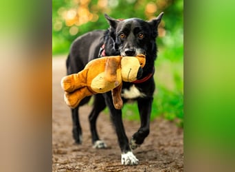 Mobby - schüchterner, verschmuster Hundebub - Tierhilfe Franken e.V.