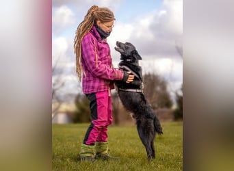 Mobby - verschmust und intelligent - Tierhilfe Franken e.V.