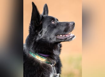 Mobby - verschmust und intelligent - Tierhilfe Franken e.V.