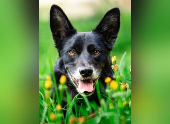 Mobby - schüchterner, verschmuster Hundebub - Tierhilfe Franken e.V.