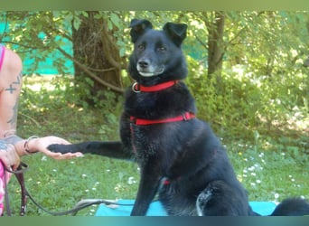 Sammy Deluxe - menschenbezogener, unkomplizierter Begleiter - Tierhilfe Franken e.V.