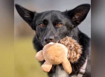 Mobby - verschmust und intelligent - Tierhilfe Franken e.V.