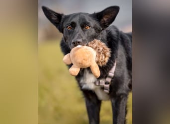 Mobby - verschmust und intelligent - Tierhilfe Franken e.V.