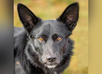 Mobby - verschmust und intelligent - Tierhilfe Franken e.V.