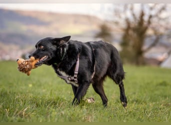 Mobby - verschmust und intelligent - Tierhilfe Franken e.V.