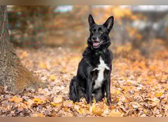 Mobby - verschmust und intelligent - Tierhilfe Franken e.V.
