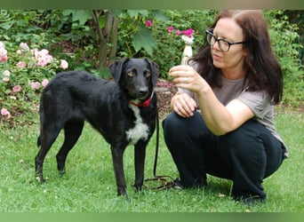 June - sanfte, treue Hündin - Tierhilfe Franken e.V.
