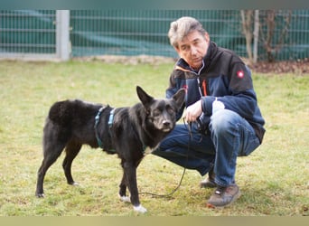 Mobby - schüchterner, verschmuster Hundebub - Tierhilfe Franken e.V.