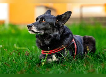 Mobby - schüchterner, verschmuster Hundebub - Tierhilfe Franken e.V.