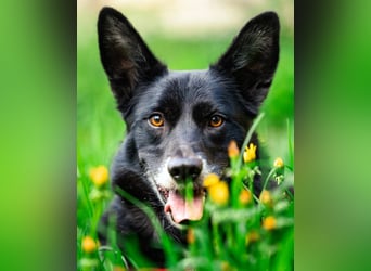 Mobby - schüchterner, verschmuster Hundebub - Tierhilfe Franken e.V.