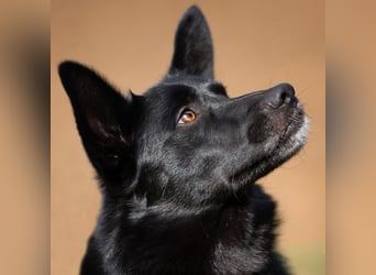 Mobby - verschmust und intelligent - Tierhilfe Franken e.V.