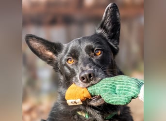 Mobby - verschmust und intelligent - Tierhilfe Franken e.V.