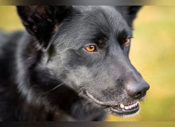 Mobby - verschmust und intelligent - Tierhilfe Franken e.V.