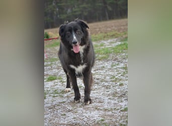 Liebe, gut verträgliche Mischlingshündin Bonni, gut verträglich