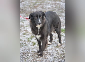 Liebe, gut verträgliche Mischlingshündin Bonni, gut verträglich