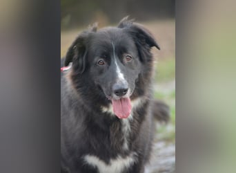 Liebe, gut verträgliche Mischlingshündin Bonni, gut verträglich