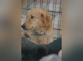 Manja, ca. 2023/2024 geboren, sehr lieb, gut verträglich