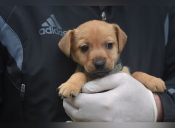 Noch kleiner Lausbube ADAZ, ca. 10.2025 geboren, sucht Zuhause
