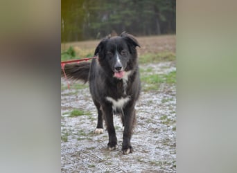 Liebe, gut verträgliche Mischlingshündin Bonni, gut verträglich