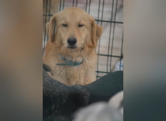 Manja, ca. 2023/2024 geboren, sehr lieb, gut verträglich