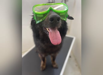 Ruhiges Zuhause für Baron gesucht