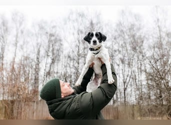 Lebensfroher Henry sucht sein Zuhause