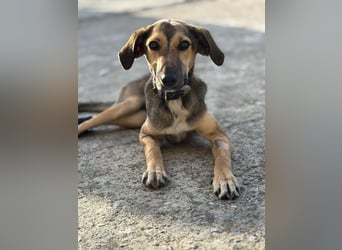 JUNO sucht ein Zuhause